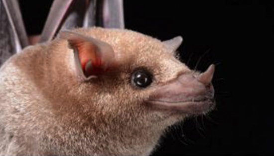 A bat with big eyes, relatively small ears, and light brown fur.