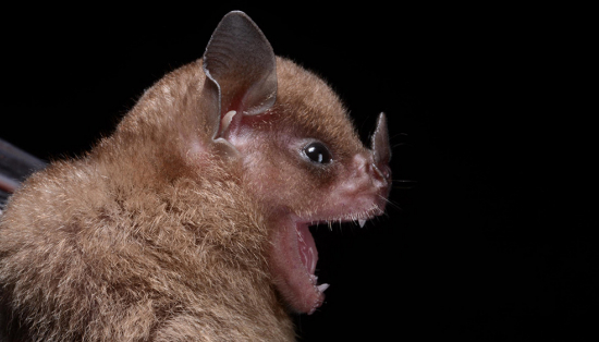 Little yellow-shouldered bat (Sturnira lilium)