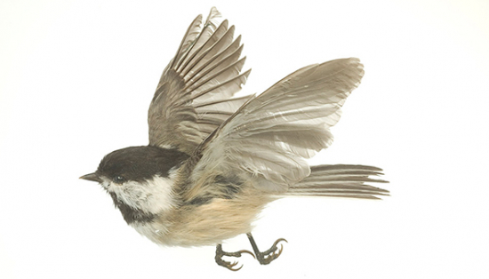 Bird model in flight
