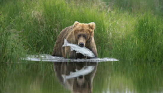 Bear holding fish in its mouth, standing at the edge of a body of water bordered by tall green grass.
