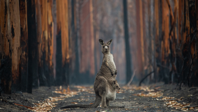 An eastern grey kangaroo and her joey who survived the forest fires in Mallacoota