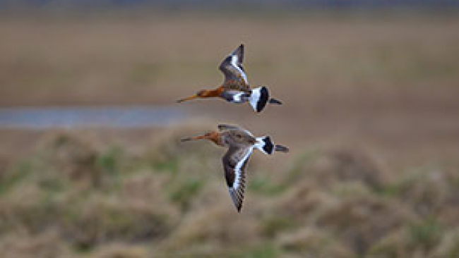 2 Black tailed godwits in flight