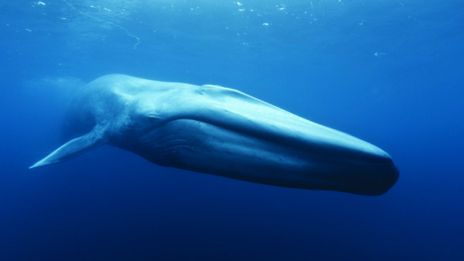 Close up of blue whale’s head while swimming.
