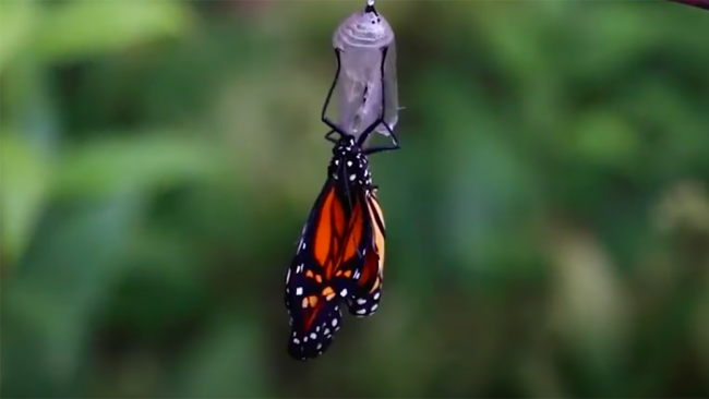 Monarch butterfly emerging from cacoon.