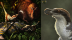 Introducing Acheroraptor temertyorum