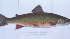 &quot;Of Angling, and the Art thereof&quot;: Fish Tails and Fish Tales