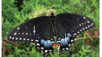 Google+ Hangout on Air: Butterflies of Ontario