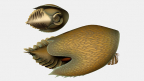 Huge cache of fossils from the Burgess Shale reveal a new species of large predator