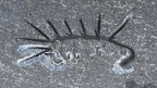 De nouvelles découvertes sur les schistes de Burgess: Des vers épineux abondaient dans les mers du Cambrien 