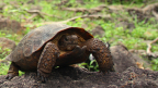 Mexican Cartel lands are home to a newly described species: Goode’s Thornscrub Tortoise