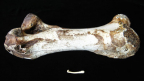 DNA confirms relationship between the giant flightless moa and the tinamous