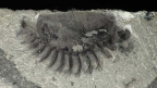 Mighty Burgess Shale fossil site discovered in Kootenay National Park
