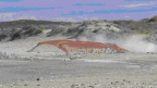 ROM Fieldtrip: Red Knot migration at San Antonio Oeste, Argentina
