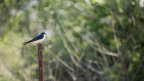 2014 Ontario Bioblitz Bird Count Gets Results!