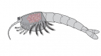Burgess Shale fossil site reveals oldest evidence of brood care