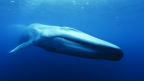Out of the Depths: The Blue Whale Story