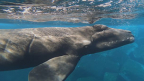 ROM Connects: Documenting the Last of the Right Whales
