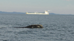 Atlantic Whales and Vessel Strikes: Challenges and Opportunities