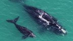 Collecting the Right Whale