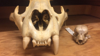 Les chasseurs authentiques: Leçons tirées de l’inventaire des fossiles de félins