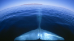 Du fond des mers: La baleine bleue