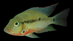 Adaptive radiation, convergent evolution and speciation in Neotropical cichlids