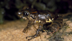 Amphibians and Reptiles of Guyana
