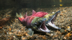 Salmon Love: Upstream Migration Gives New Meaning to the Term “Long-Distance Relationship”