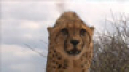 PROM: Into the Wild (Cheetah) 