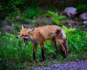 A fox yawns while walking along a path in a field