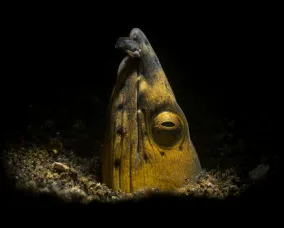 The head of a snake eel pops up from the dark water