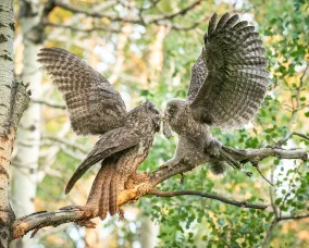 Two owls with wings spread wide feed on a mouse