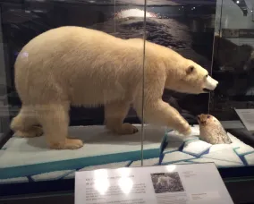 Vitrine d'un musée montrant un ours polaire debout sur la glace à côté d'un trou par lequel un phoque passe la tête.