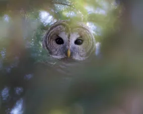 Owl peering through soft green branches, its large dark eyes looking directly at the viewer.