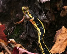 A snake captures a frog in its mouth among fallen autumn leaves on a forest floor.