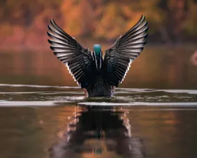 A dark waterbird spreads its wings while floating on calm water, framed by warm autumn colours in the background.