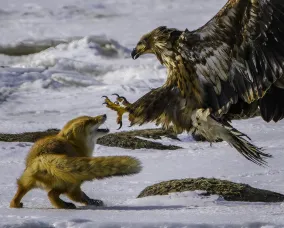 Red fox faces a swooping sea eagle with outstretched talons on a snowy shoreline.