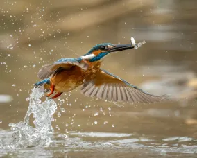 Kingfisher bursts out of the water with a small fish in its beak, droplets splashing around its wings.