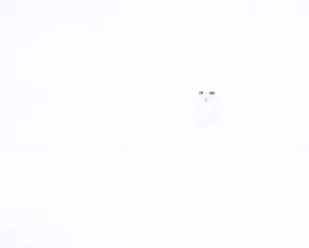 A snowy owl blends into a white snowy landscape, with only its bright yellow eyes clearly visible.
