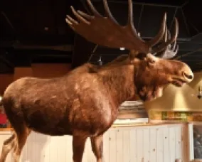 Tiny Times visits the ROM