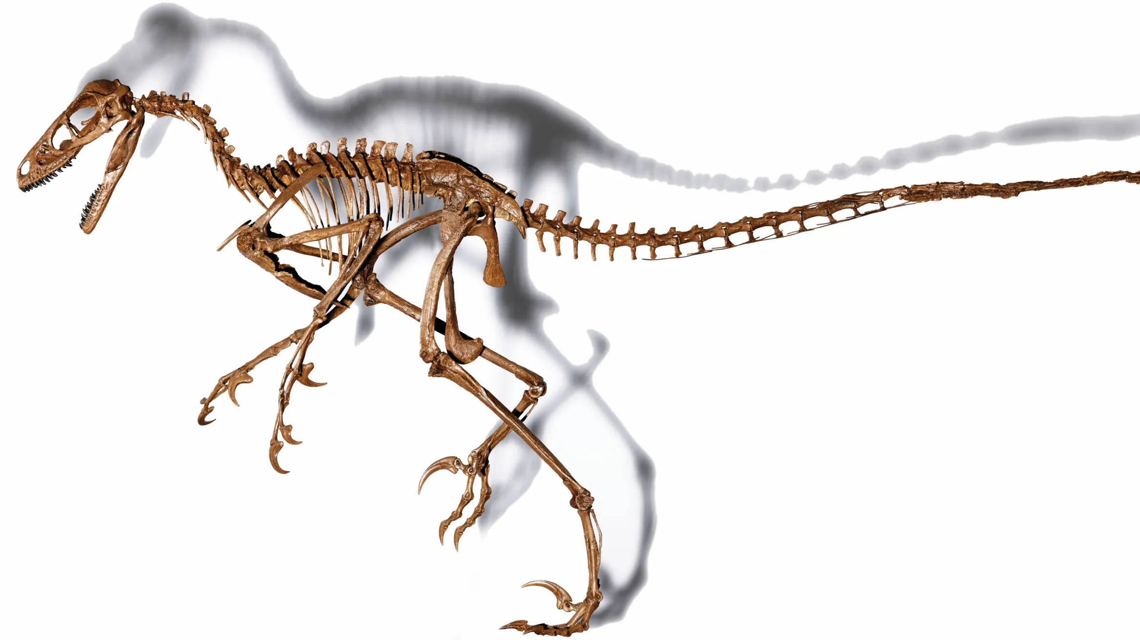Dromaeosaurid skeleton