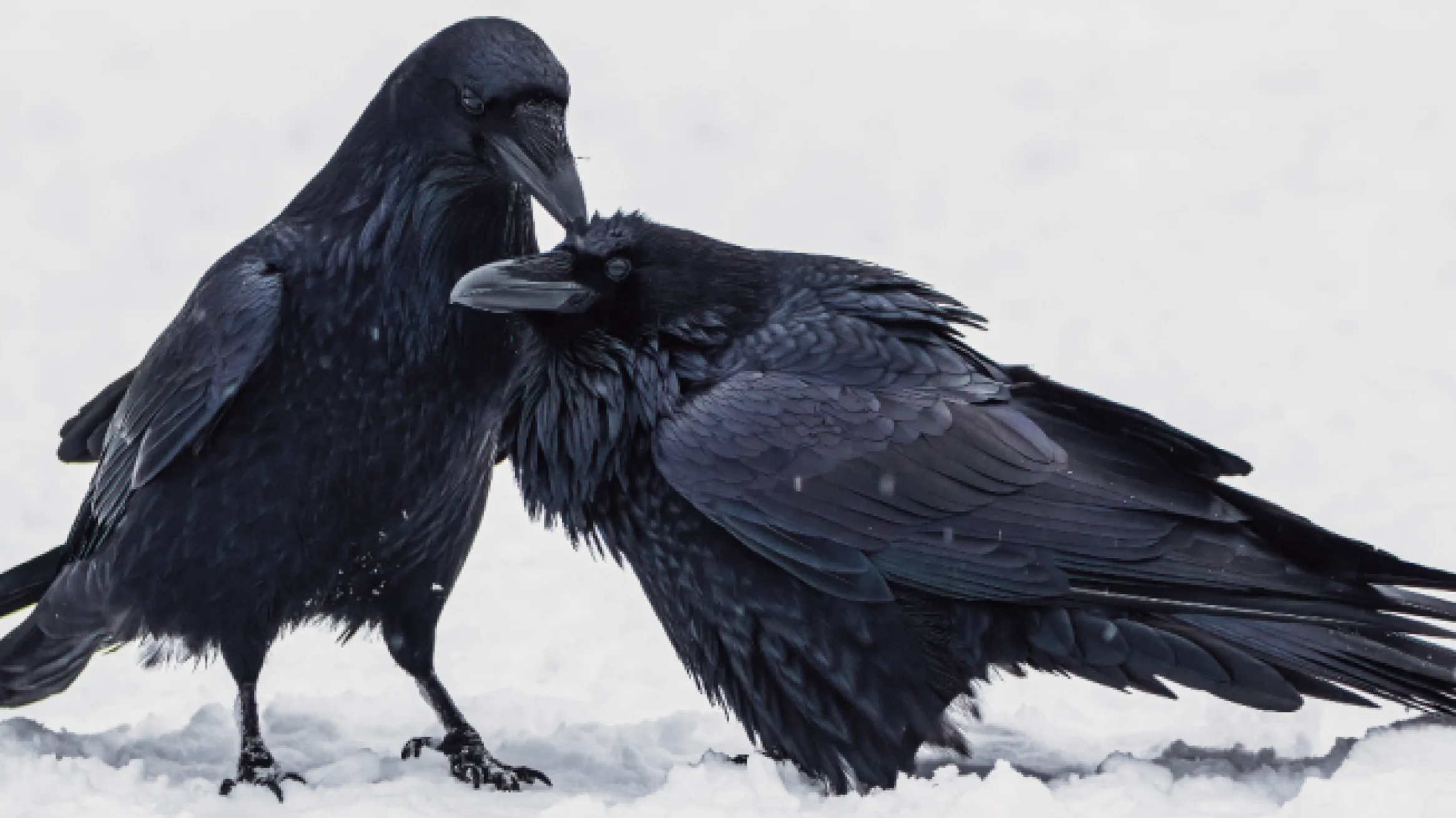 Common Ravens. Photo courtesy Ankur Khurana. 
