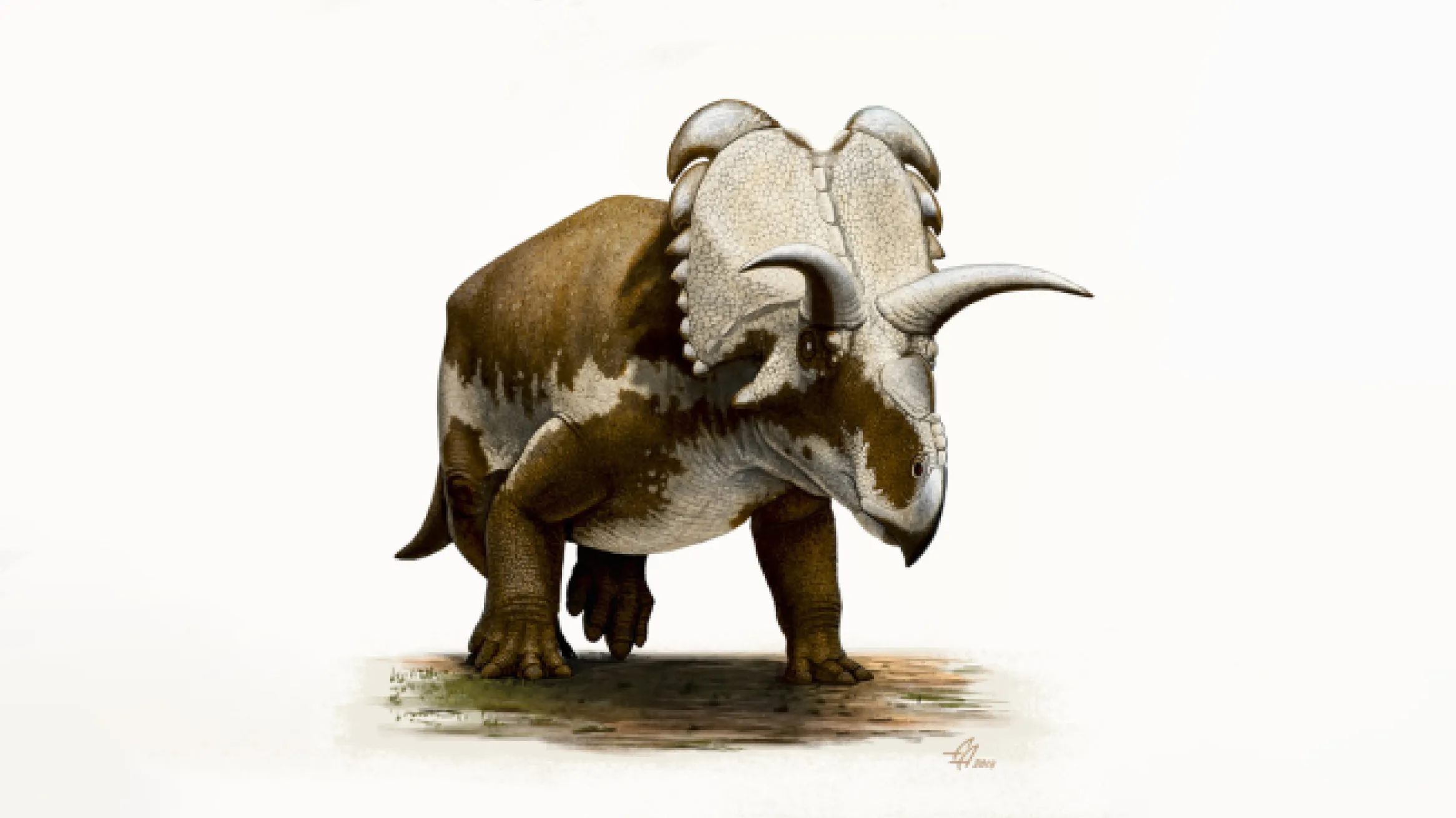 Medusaceratops. Avec l'aimable autorisation d'Andrey Atuchin.