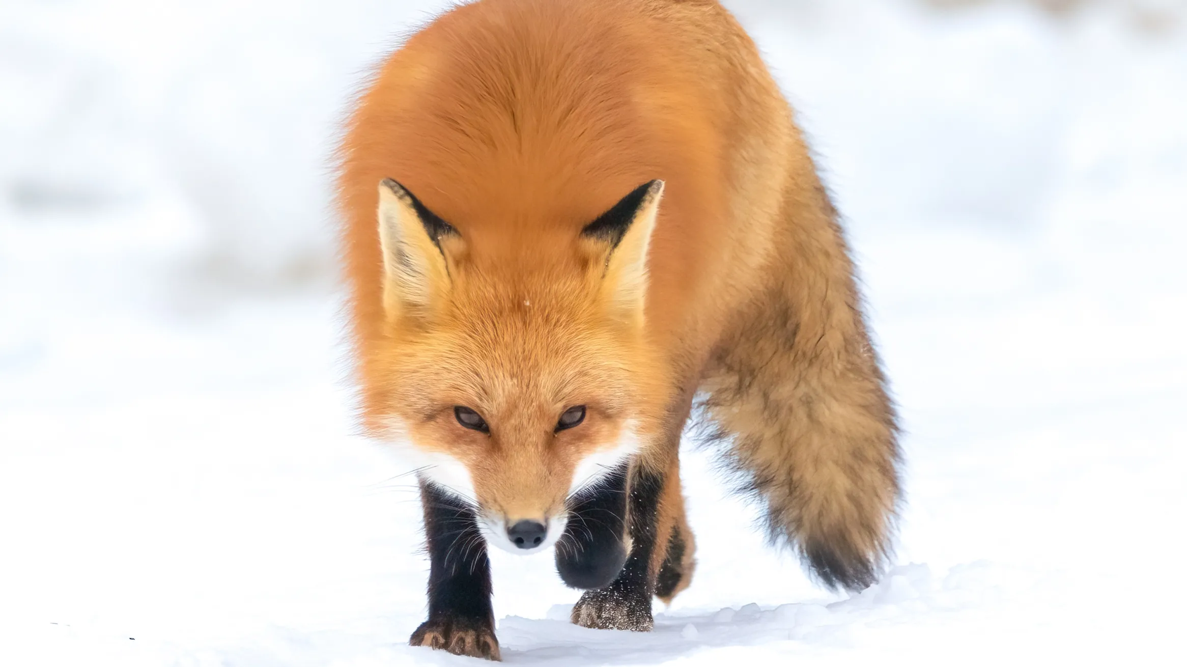 Fox Algonquin