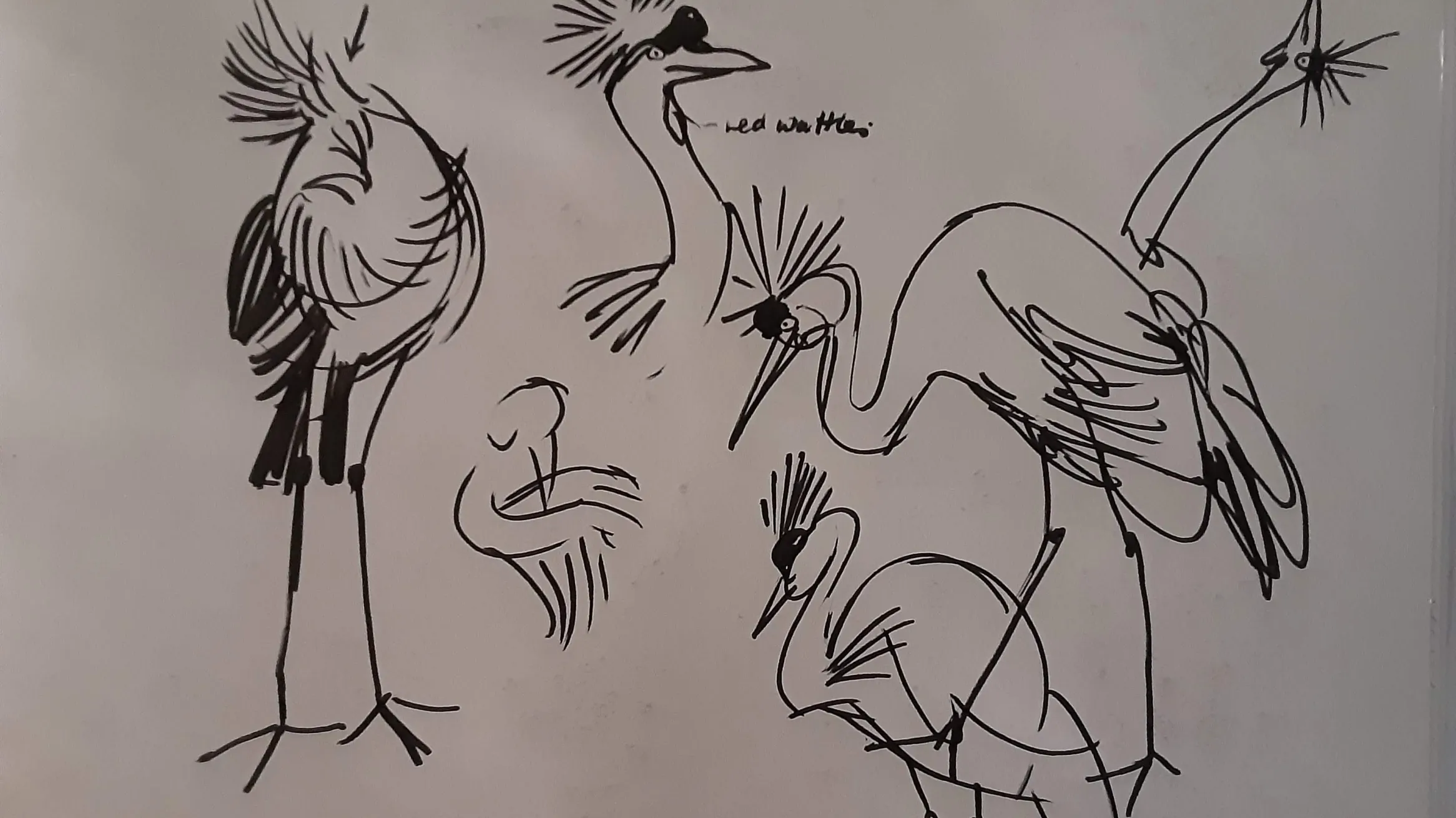 Drawing of birds