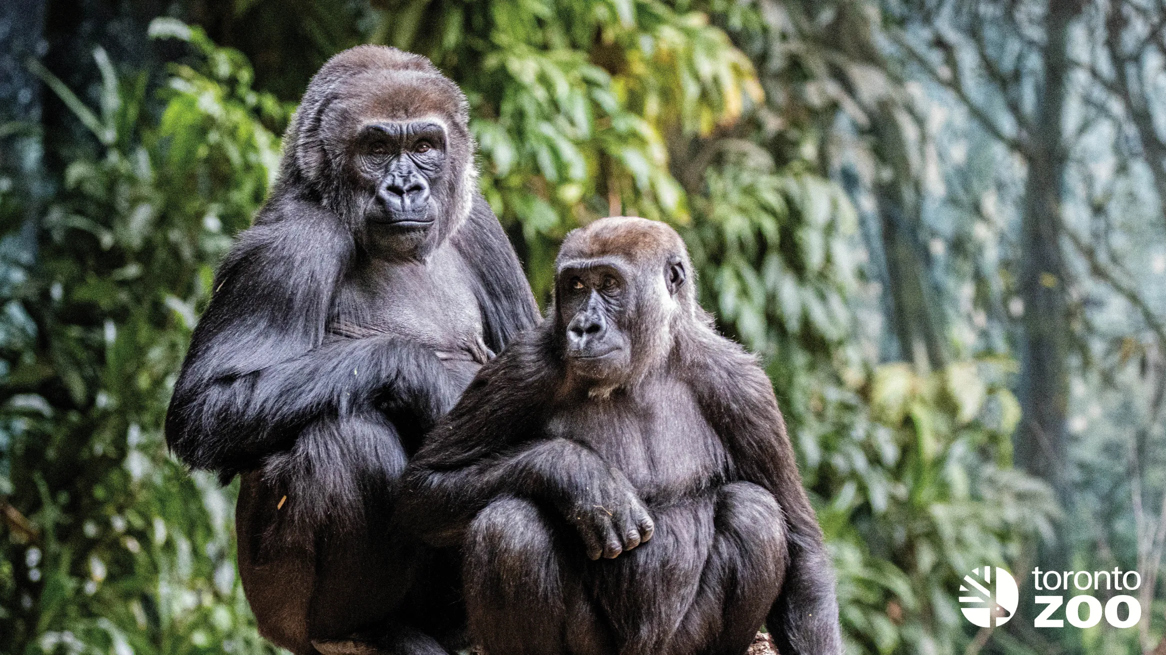 2 chimpanzee at Toronto Zoo