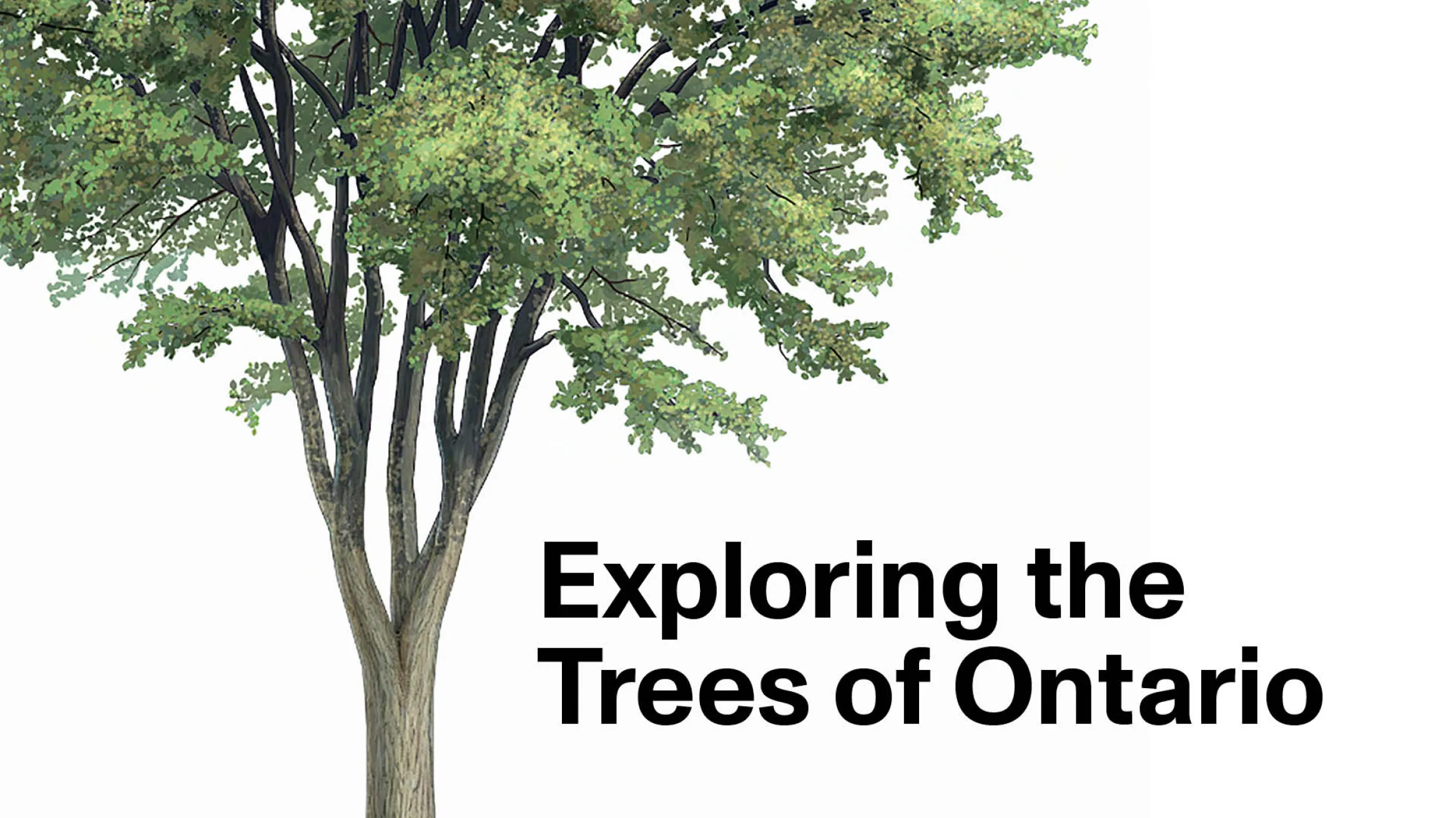 Exploring the Trees of Ontario