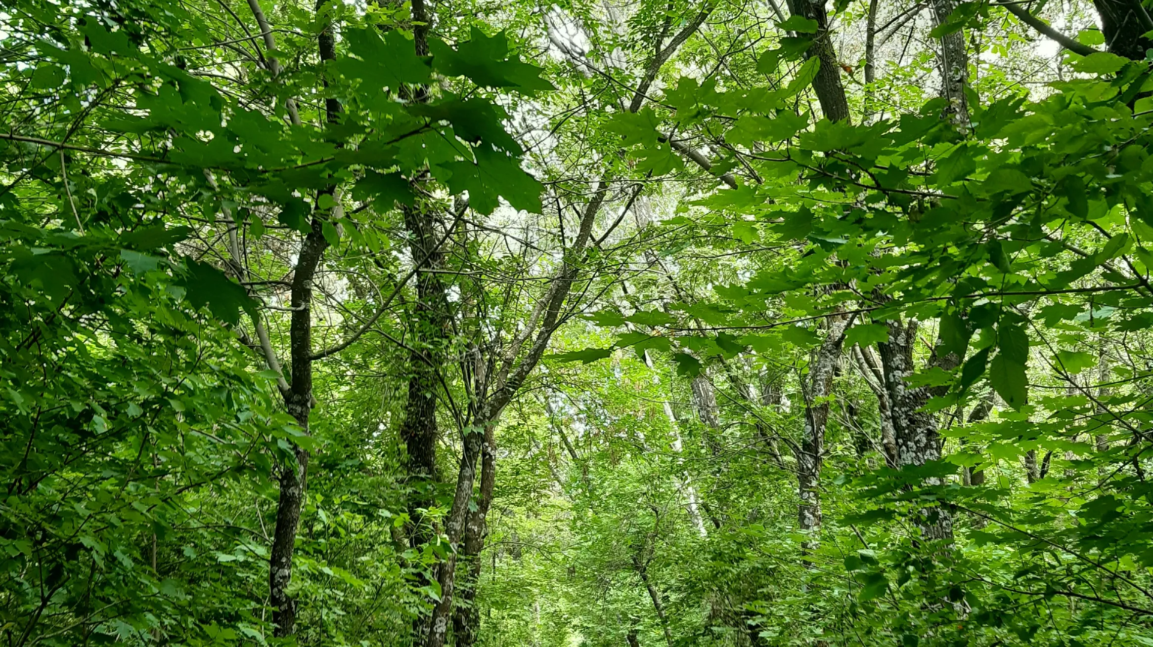 Trees along path at Turkey point 