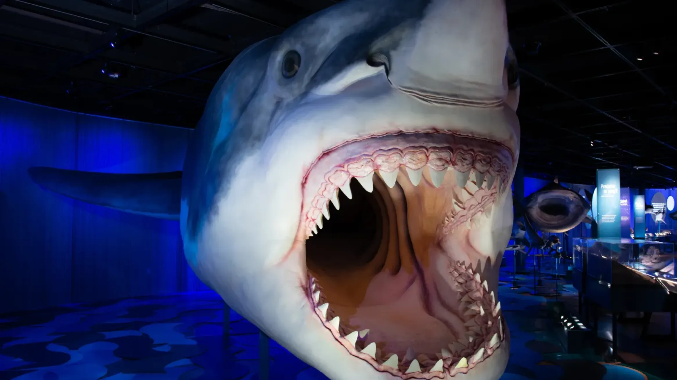 Close-up view of a life-sized Megalodon shark model with its mouth wide open, displaying multiple rows of sharp teeth, in a dark, blue-lit museum exhibit.