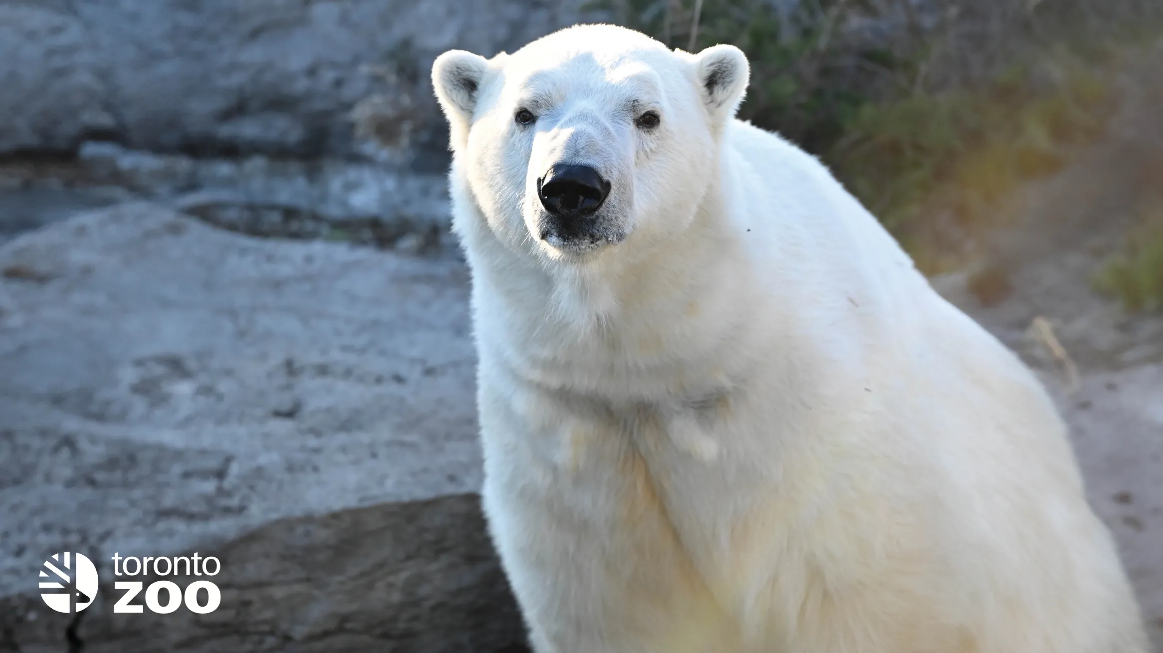 White polar bear